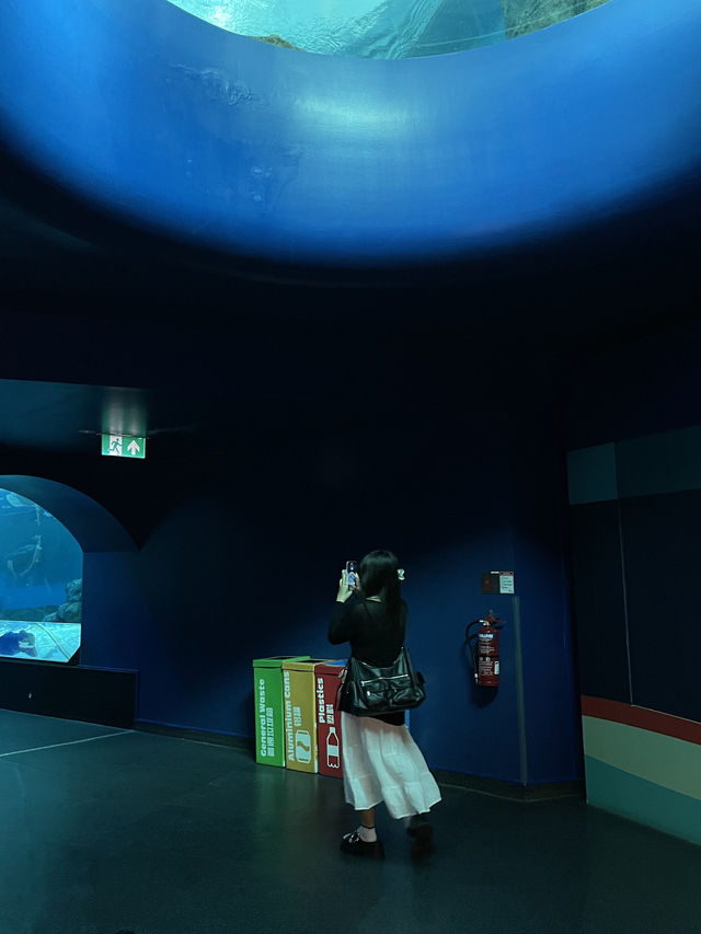 🇸🇬 S.E.A. Aquarium 🫧🪼🐠