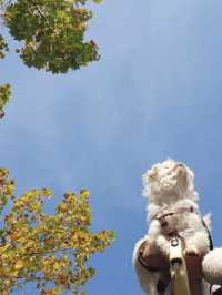 🐾강아지의 천국 부산시민공원🌳