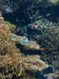【沖縄県/本部町】一度は行きたいジンベイザメの見える水族館