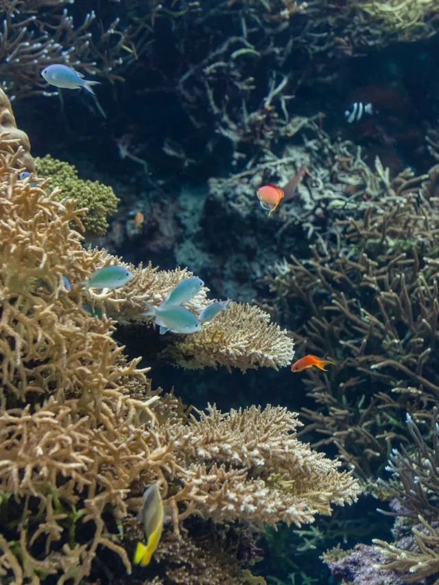 【沖縄県/本部町】一度は行きたいジンベイザメの見える水族館