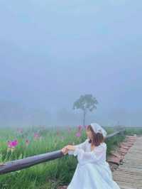 ฮีลใจในสายหมอก 
