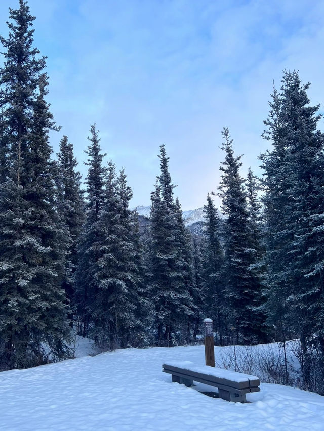 Into the Wild – My Winter Adventure in Denali National Park, Alaska