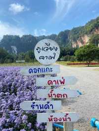 Phuvieng cafe - ภูเวียง คาเฟ่ จ.สุราษฎร์ธานี