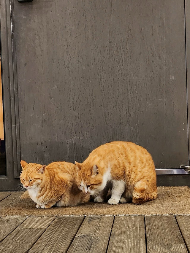 🌈💫가평 1박 2일 여행지 스페인마을 풀램핑