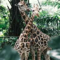 江戶川區自然動物園：在動物世界裡玩得不亦樂乎！ 🐘🐨🐅