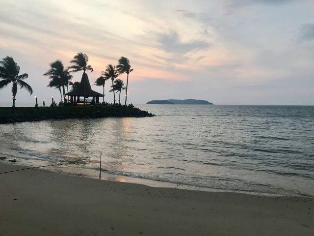 Palm tree & cotton candy sunset 