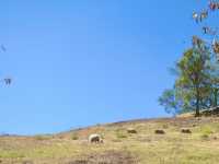 Where Nature and Culture Meet: Qingjing Farm