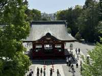 A Tranquil Stroll Through History: Tsurugaoka Hachimangu in Kamakura