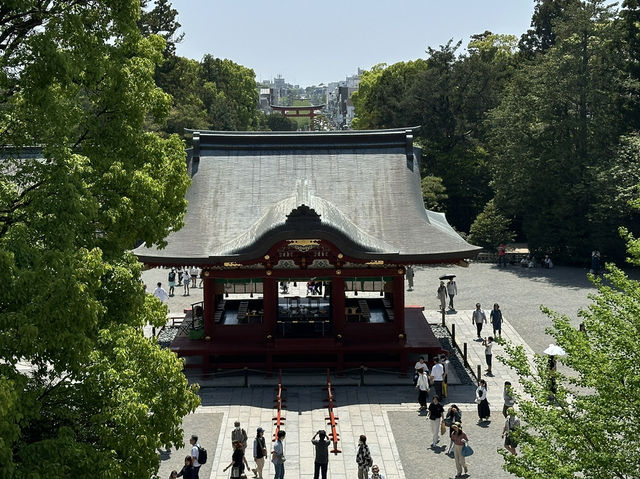 A Tranquil Stroll Through History: Tsurugaoka Hachimangu in Kamakura