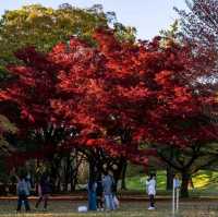 Showa Kinen Park (昭和記念公園)