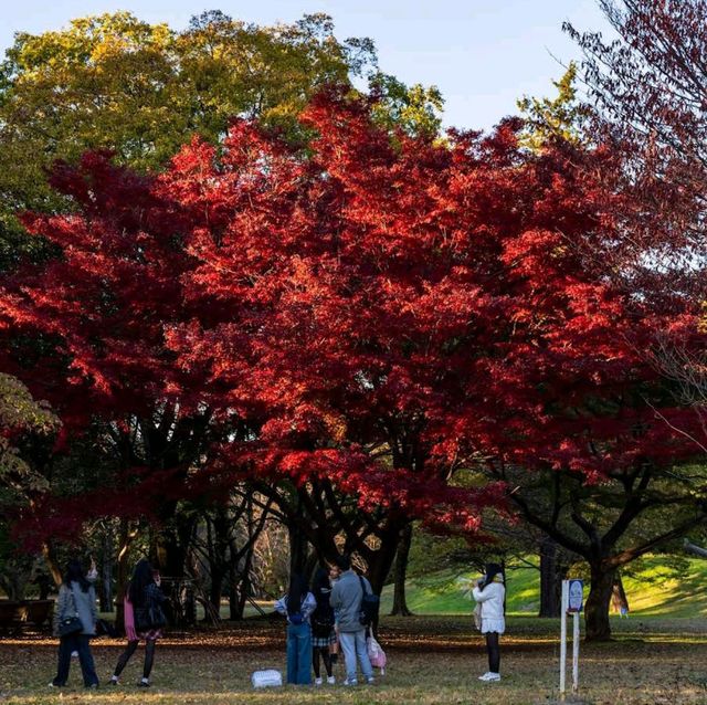 Showa Kinen Park (昭和記念公園)