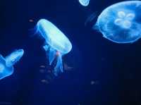 水中生物的邂逅～美麗海水族館