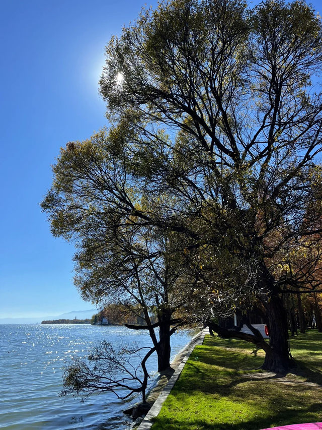 冬日里的大理海舌公園，簡直是人生理想般的美好 ❤️