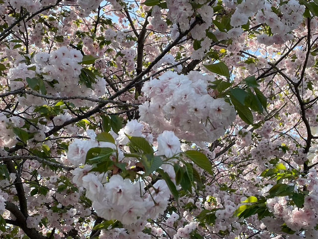 🇯🇵【香川】伊勢朝日山本宮（朝日山森林公園）