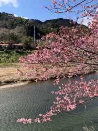 東京河津早櫻盛開的難忘之旅 🌸✨