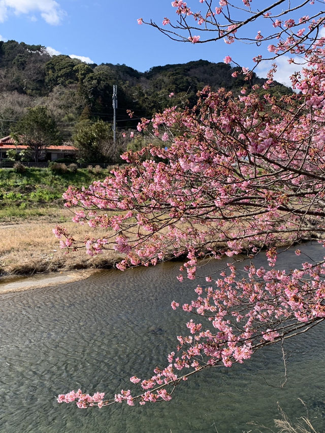 東京河津早櫻盛開的難忘之旅 🌸✨