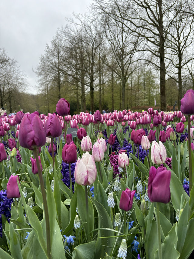 A Spring Dream: Chasing Tulips in the Netherlands 🌷✨