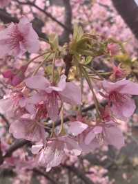 京都梅小路公園的早櫻：難以忘懷的絕景 🌸✨