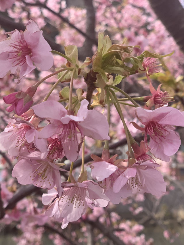 京都梅小路公園的早櫻：難以忘懷的絕景 🌸✨