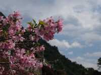 What would it be like if you visit Wulai in the spring?🌿