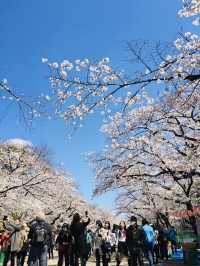 ซากุระบานสะพรั่งที่สวนอุเอโนะ งดงามจนต้องหยุดมอง