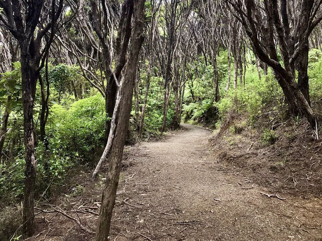 Hauraki Gulf: Where Nature's Beauty Meets Hiking Adventures