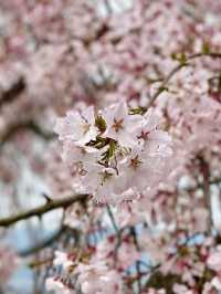 桜が有名なお花見スポット