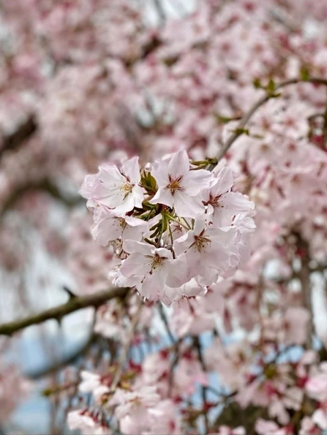 桜が有名なお花見スポット
