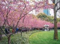 ซากุระ @Jing'an Sculpture Park