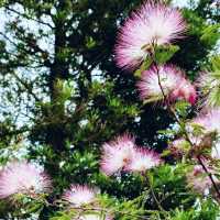 🌸 **大埔海濱公園櫻花觀賞分享** 🌸