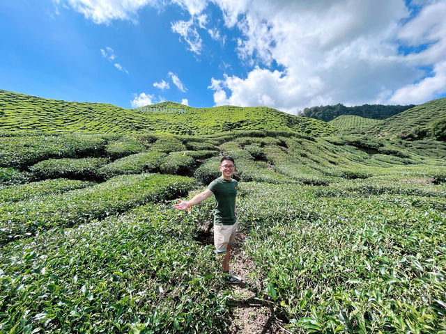 “Explore Cameron Valley Tea This Spring”