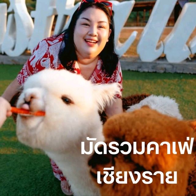 มัดรวมคาเฟ่ จังหวัดเชียงราย