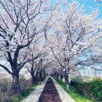 🌸 **釜山三樂生態公園櫻花觀賞分享** 🌸