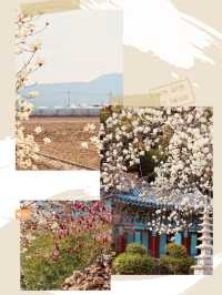 Spring Photography Amidst White Blossoms 📸🌳 