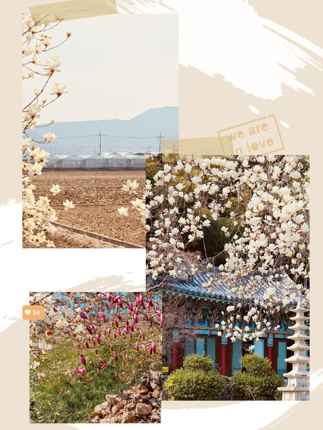Spring Photography Amidst White Blossoms 📸🌳 