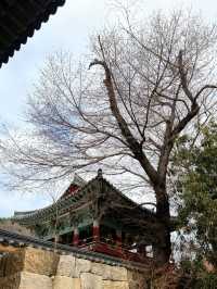 釜山｜金井山梵魚寺傳說 感受佛寺莊嚴與寧靜