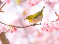 Chasing Sakura at Kasamatsu Kawazu Road, Mie