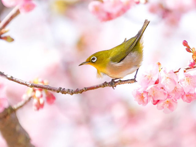 Chasing Sakura at Kasamatsu Kawazu Road, Mie