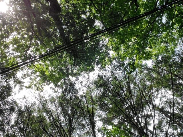 [🇯🇵軽井沢] 自転車で走る軽井沢 — 自然と爽快な風を感じる魅力的なサイクリング