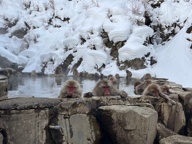 【雪景色×温泉×お猿さん♨️🐵「地獄谷野猿公苑」で癒しのひととき✨】