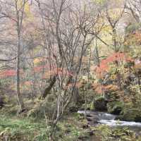 青森・奥入瀬渓流 (Oirase Keiryu, Aomori) – 四季折々の美しい渓流散策