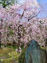 Spring Visit to Kenninji Temple – A Sakura Wonderland