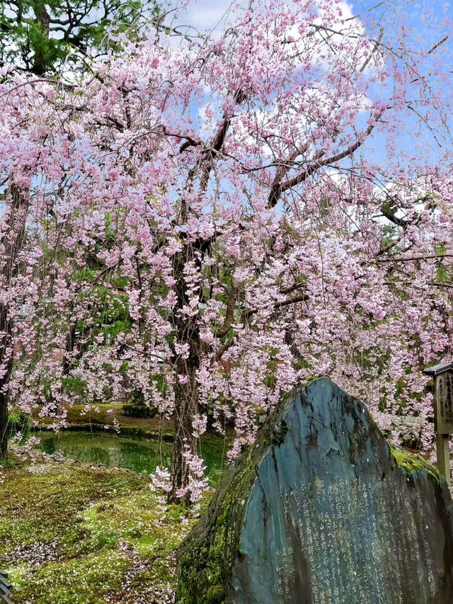 Spring Visit to Kenninji Temple – A Sakura Wonderland