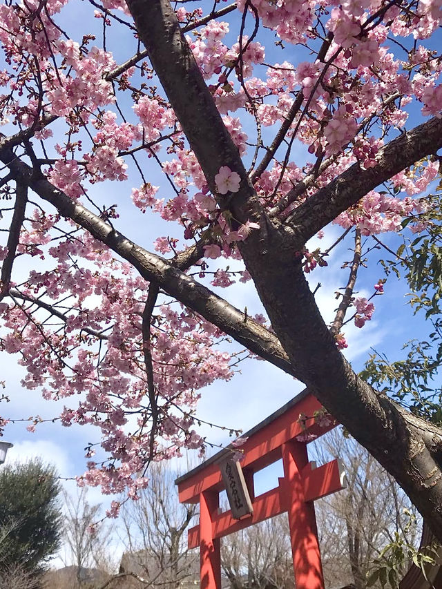 Cherry Blossoms in Full Bloom at Kurumazaki Shrine
