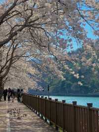 기장 병산 저수지에서 벚꽃데이투🌸