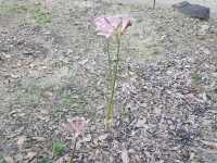 [🇯🇵京都] 花に癒されるひととき、京都府立植物園を訪れてみませんか？