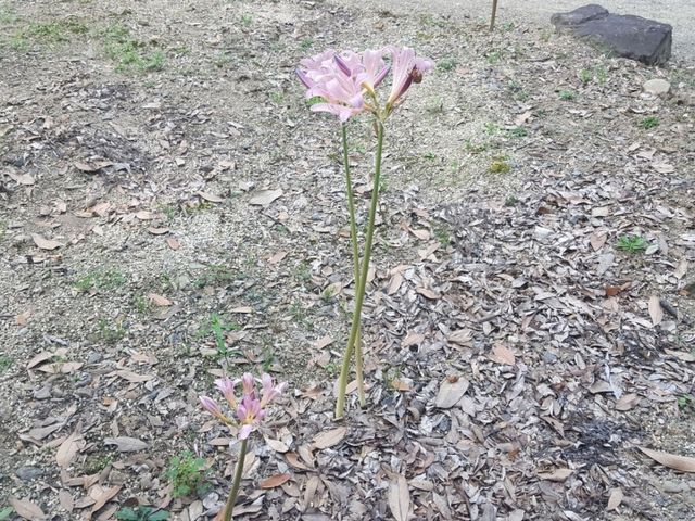 [🇯🇵京都] 花に癒されるひととき、京都府立植物園を訪れてみませんか？