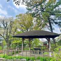 東風平運動公園棒球場•櫻花下的棒球夢