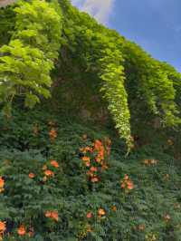 여름의 시작을 알리는 주황빛 능소화🧡🌿