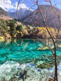 Magical Autumn: The Timeless Beauty of Jiuzhaigou